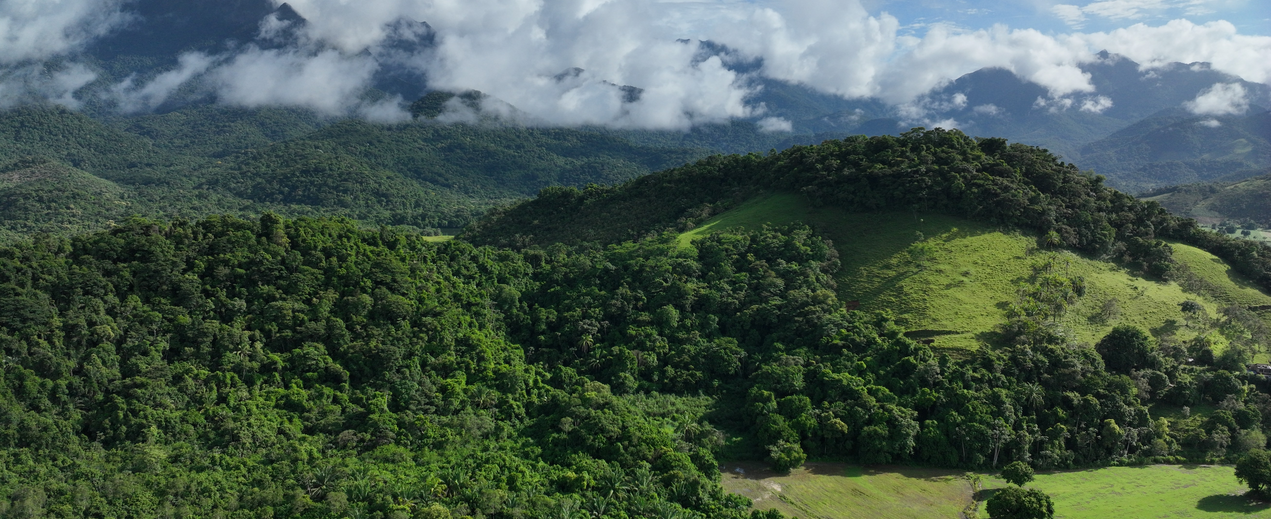 Mata Atlântica registra menor desmatamento histórico: por que dados, tecnologia e ação local continuam essenciais